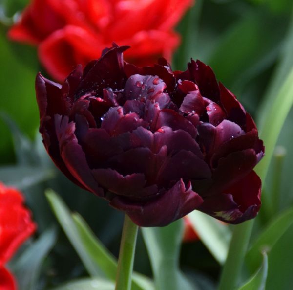 Myöhäinen kerrottu tulppaani Myöhäinen kerrottu tulppaani